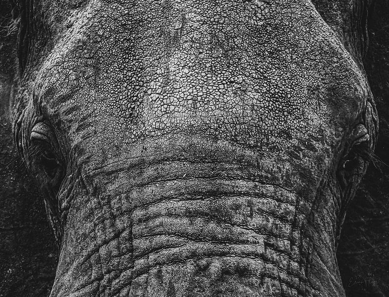 Close-up Elephant head in black and white by Erwin Floor