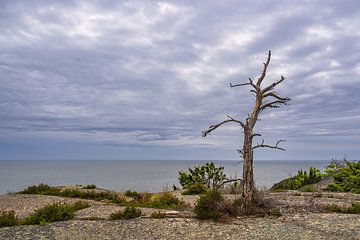 Baltic coast with rock and tree on island Blå Jungfrun by Rico Ködder
