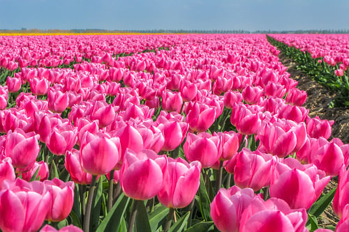 Roze tulpen