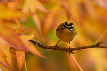 Wintergoldhähnchen im Herbst von Marcel Versteeg