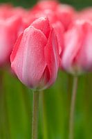 Keukenhof - Pink tulips