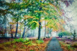 Mist in het herfstbos met veel herfstkleuren van eric van der eijk