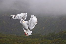 de vliegende engel by eddy Peelman