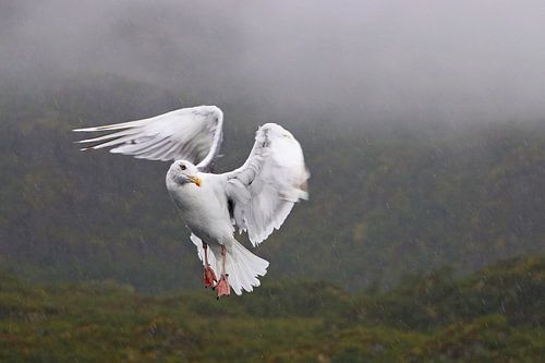 de vliegende engel sur eddy Peelman