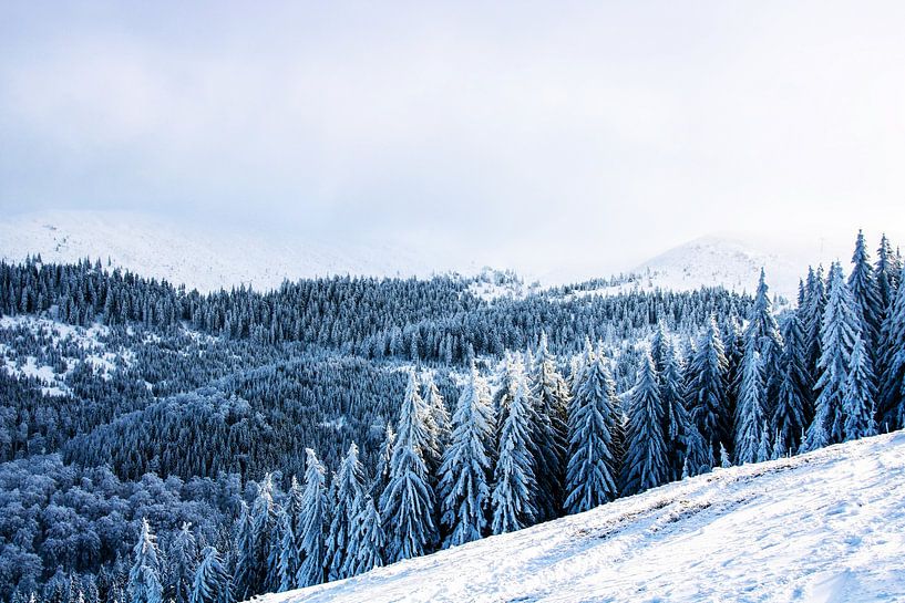 Winterbäume von Walljar