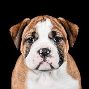 Sweet Continental Bulldog