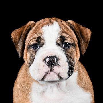 Sweet Continental Bulldog von Rüdiger Rohmann