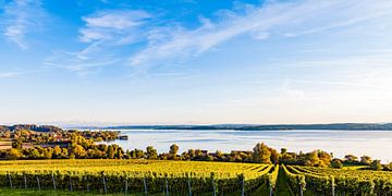 Wijnbouw bij Überlingen aan het Bodenmeer