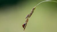 Lieveheersbeestje op plant