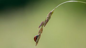 Lieveheersbeestje op plant van Caroline de Brouwer