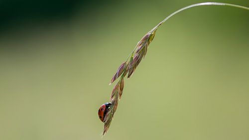 Ladybug on plant