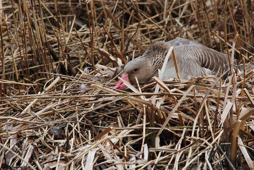 Gans beschermt de eieren von Arnold van der Horst
