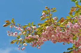 Lentebloesem by Renate Coenen