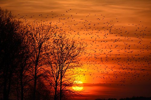 Oranjerode zonsondergang met wolk spreeuwen in het Fochteloërveen