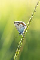 Butterfly in the evening sun