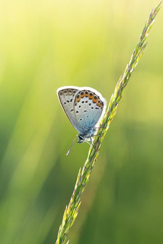 Vlinder in de avondzon