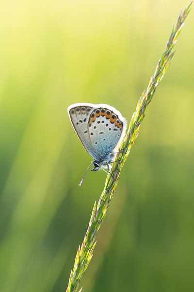 Butterfly in the evening sun by Andrea Hofstra