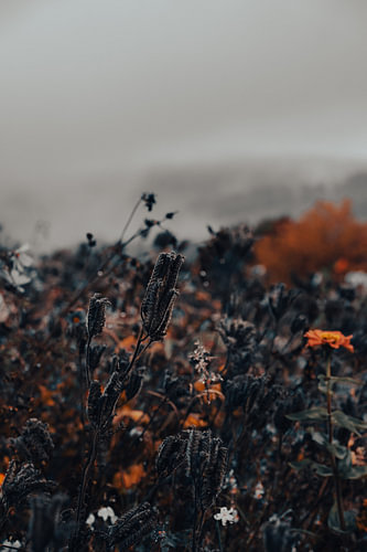Uitgebloeide wilde bloemen in de herfstmist van het Sauerland