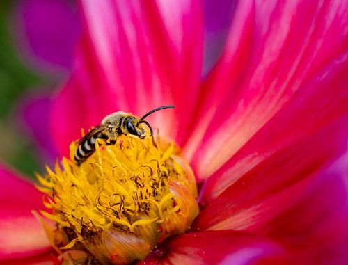 Glimmende bij op de bloem van een rode dahlia