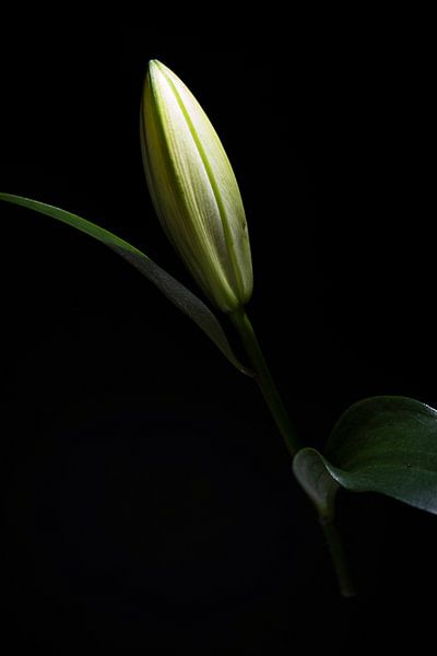 Elegant white Lily black background by Judith van Gestel