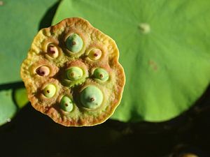 Lovely Lotus