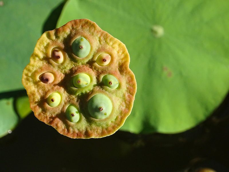 Lovely Lotus by Liv ter Riet