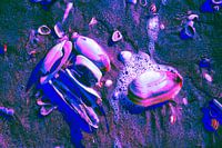 Purple Sea Shells