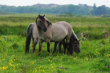 Paarden op Lentevreugd by Dirk van Egmond