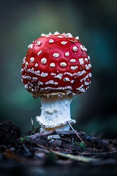 Rode paddenstoel van Jayzon Photo