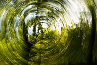 Kreatives Bild der Sonne durch die Bäume