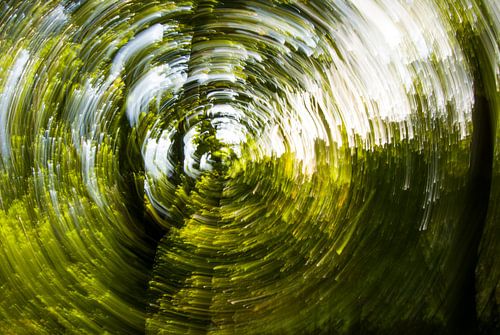 Creative image of the sun through the trees