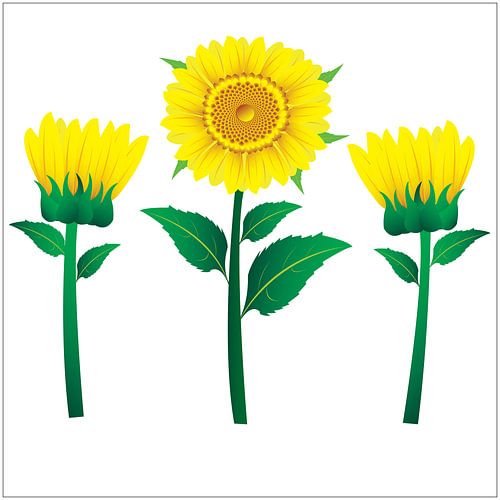 Sunflower illustration with green leaves on a yellow background