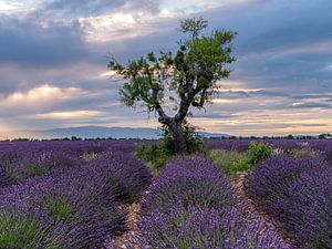 champs de lavande avec un arbre dans le magnifique dernier rayon de soleil de la journée sur Hillebrand Breuker