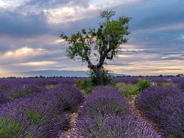 lavender fields with a tree in the beautiful last sunlight of the day by Hillebrand Breuker