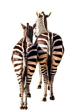 Zebra's, in grafische bewerking van Gert Hilbink