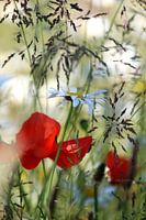 Rosa Mohnblumen und weiße Margeriten im Grünstreifen