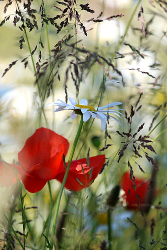 Pink poppies and white marguerites in the verge