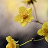 Petites fleurs jaune beurre sur Alie Ekkelenkamp