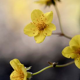 Petites fleurs jaune beurre sur Alie Ekkelenkamp