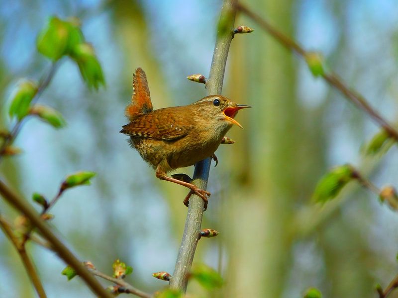 Winter wren on the lookout by Mika Krul