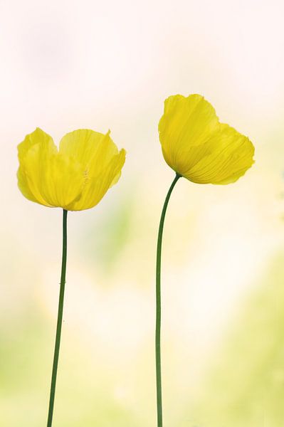 Papaver ( gele bloem) von Cocky Anderson