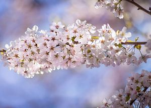 Prunus bloem van Costas Ganasos