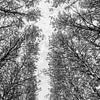 Hoge bomen in Italië van Photolovers reisfotografie