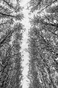 Hoge bomen in Italië van Photolovers reisfotografie