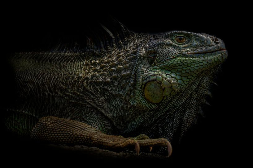 Little Godzilla par Ron Meijer Photo-Art