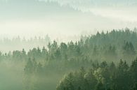 Nebel Landschaft von Tobias Luxberg Miniaturansicht