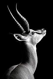 Antilope Profil von Poster Art Shop