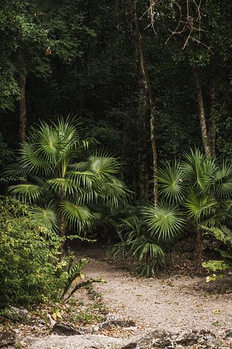 Junglepad in Schaduw Groen Ritme van Palmen en Stilte