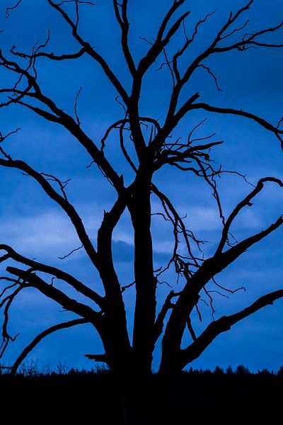 Winter van Stephan Zaun