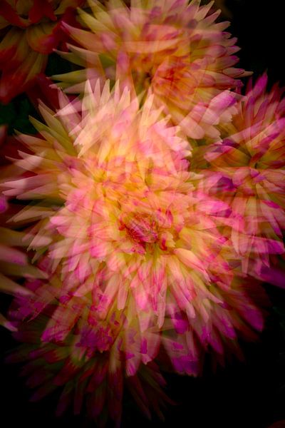 Magnificent dahlia by Thomas Jäger